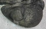 Bargain, Morocops Trilobite - Nice Eye Facets #68756-6